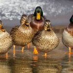 duck_wild_mallard_animals_feathers_females_beak-603506