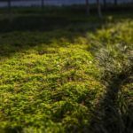 grassland_afternoon_green_belt_little_red_flowers_roadside_sunshine-918543